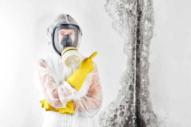 Why You Should Choose Our Mold Remediation Services in Dayton, TX